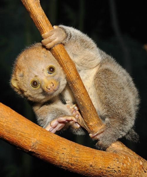 Cute little things (95 pics)