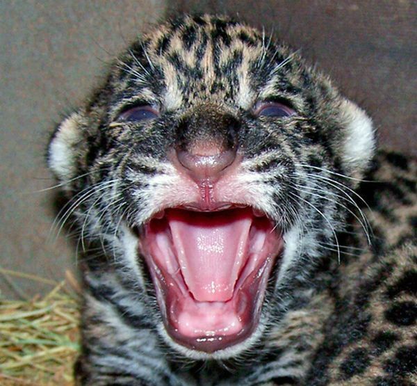 Cute little things (95 pics)