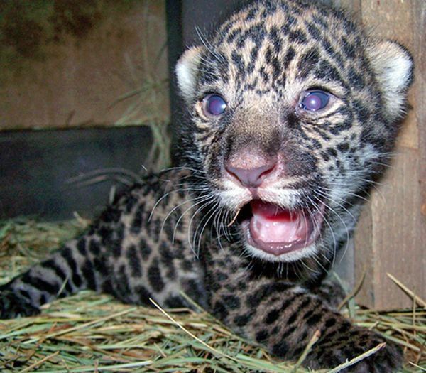 Cute little things (95 pics)
