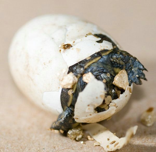 Cute little things (95 pics)