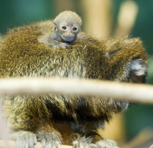 Cute little things (95 pics)