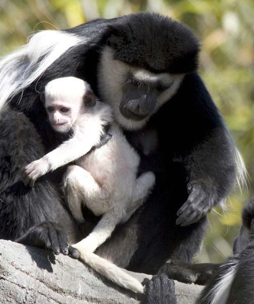 Cute little things (95 pics)