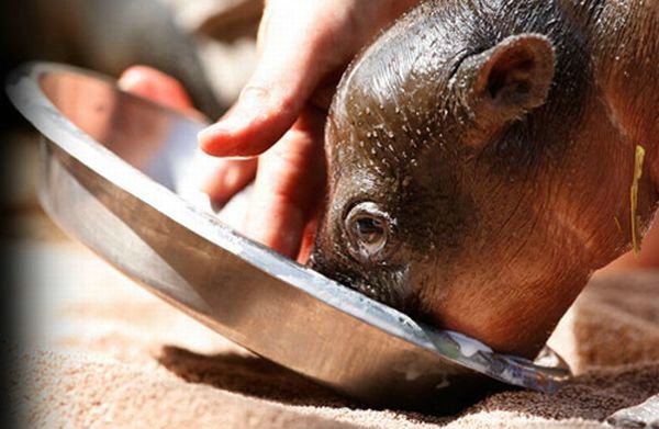 Cute little things (95 pics)