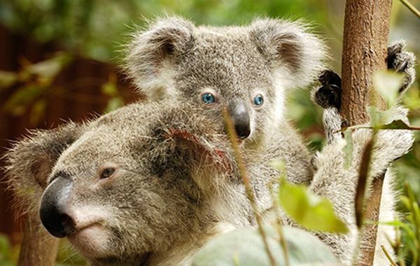 Cute little things (95 pics)