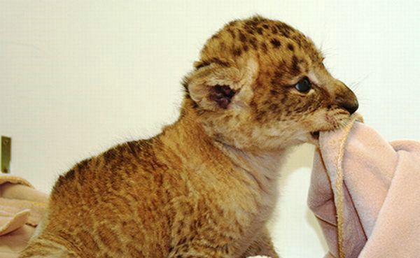 Cute little things (95 pics)