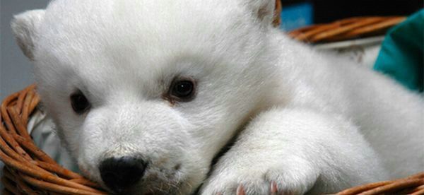 Cute little things (95 pics)