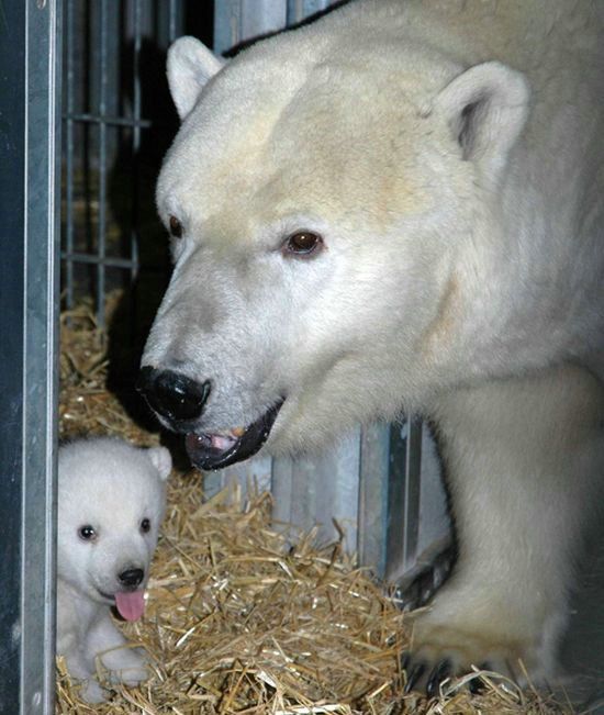 Cute little things (95 pics)