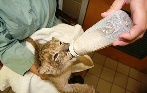 Cute little things (95 pics)