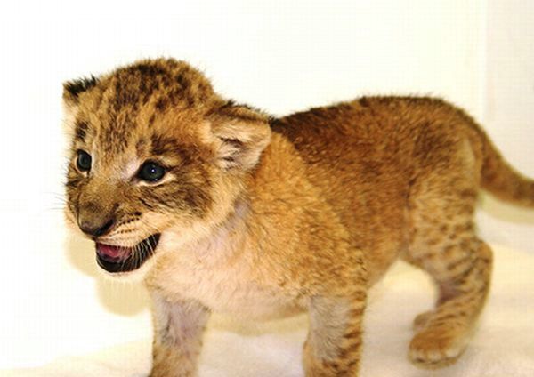 Cute little things (95 pics)