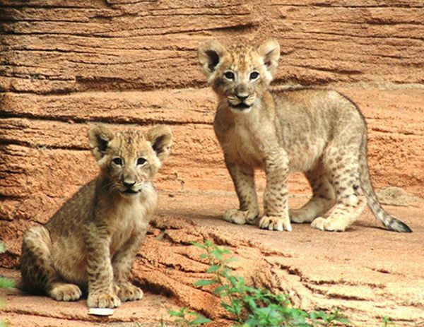 Cute little things (95 pics)
