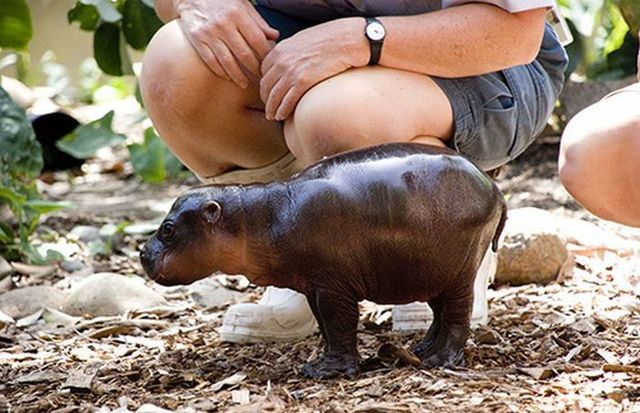 Cute little things (95 pics)