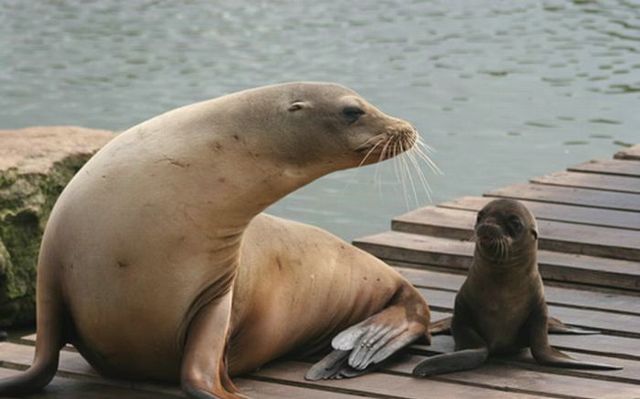 Cute little things (95 pics)