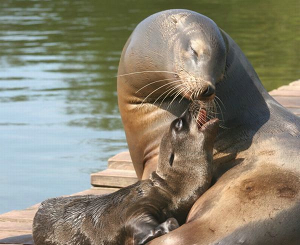 Cute little things (95 pics)