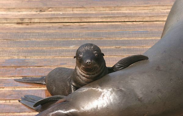 Cute little things (95 pics)