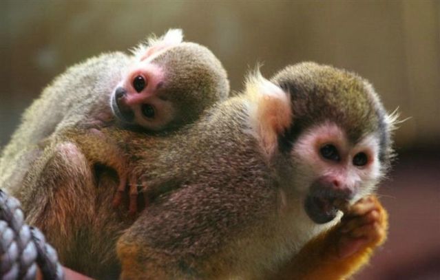 Cute little things (95 pics)