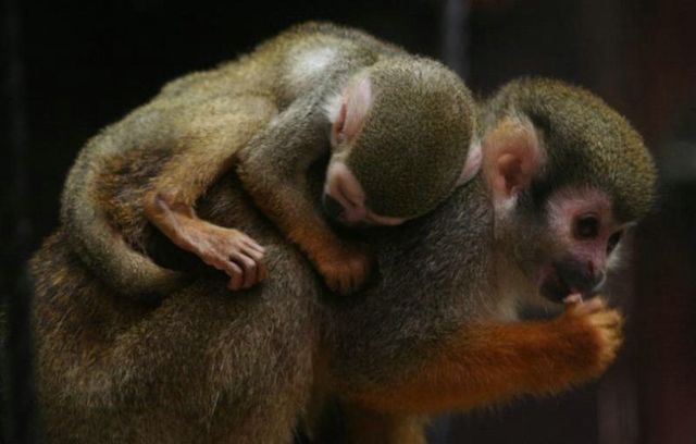 Cute little things (95 pics)