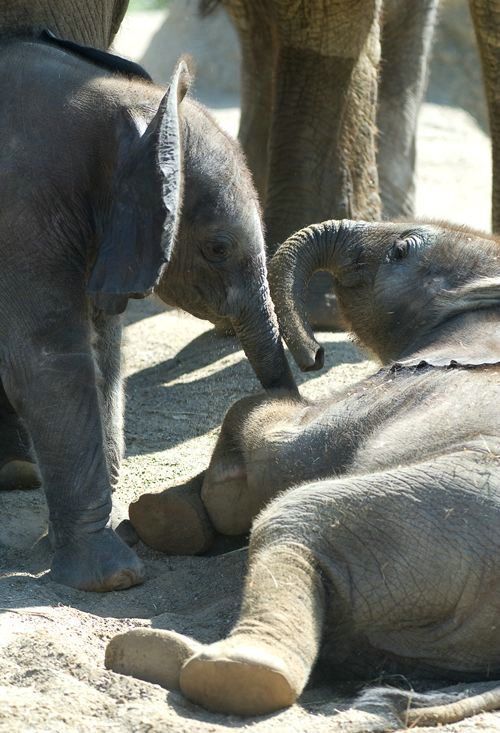 Cute little things (95 pics)