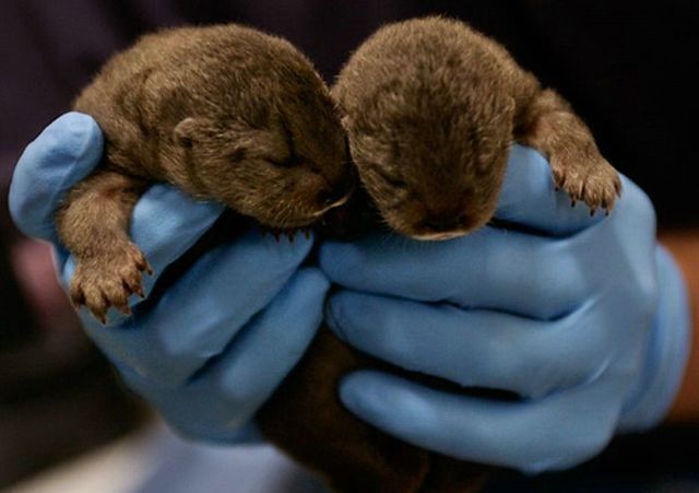 Cute little things (95 pics)