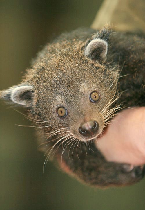 Cute little things (95 pics)