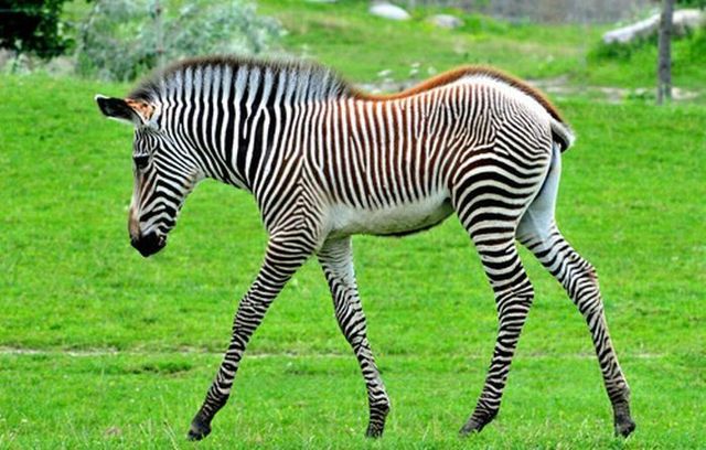 Cute little things (95 pics)