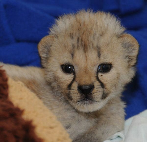 Cute little things (95 pics)