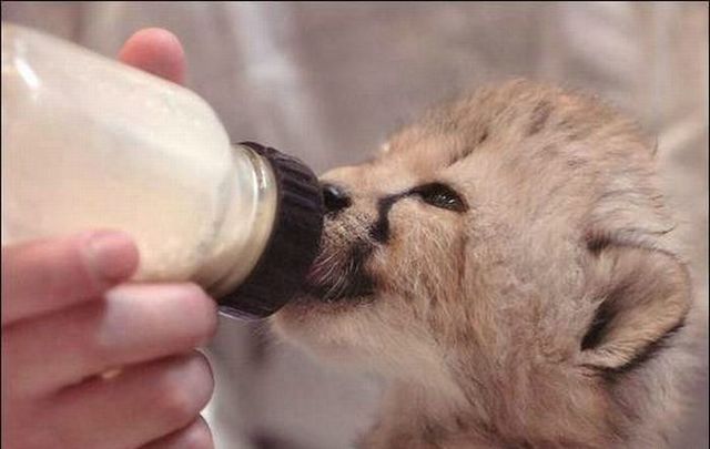 Cute little things (95 pics)
