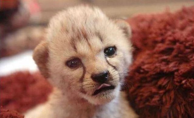 Cute little things (95 pics)