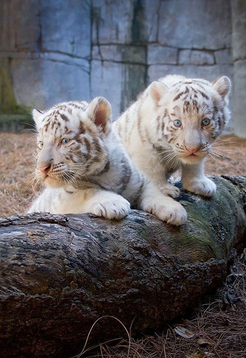 Cute little things (95 pics)