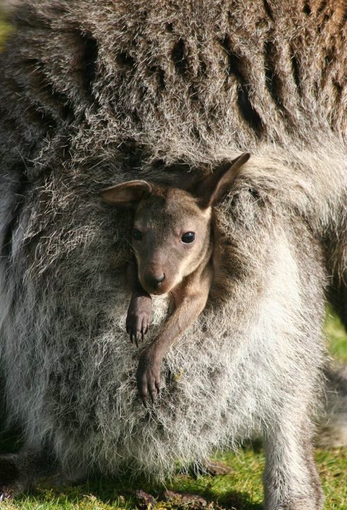 Cute little things (95 pics)