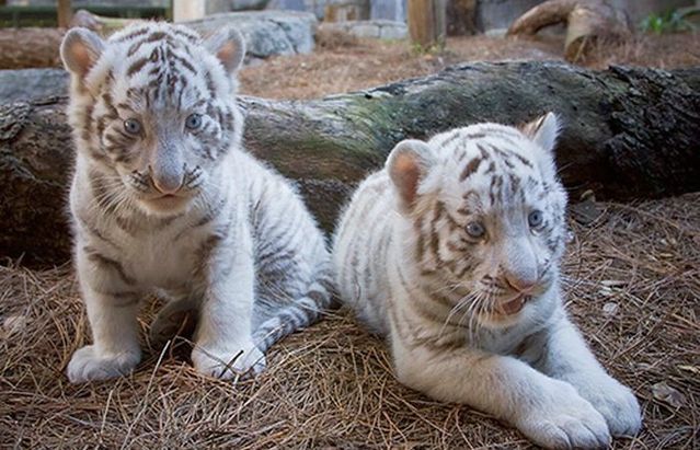 Cute little things (95 pics)