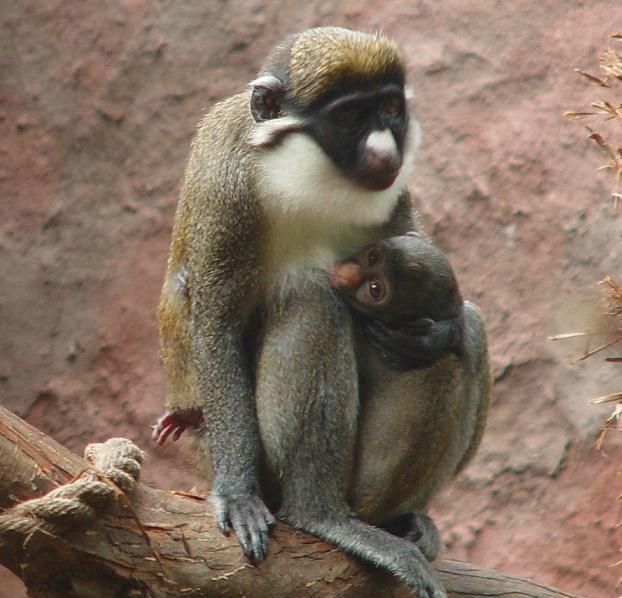 Cute little things (95 pics)