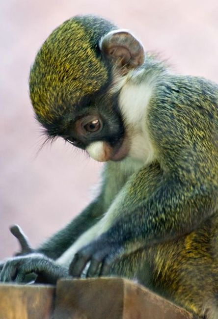 Cute little things (95 pics)