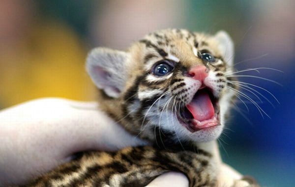 Cute little things (95 pics)