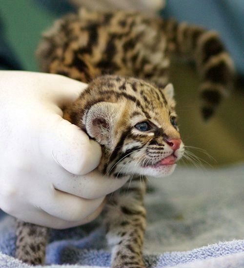 Cute little things (95 pics)
