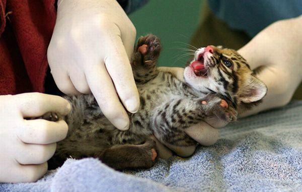 Cute little things (95 pics)