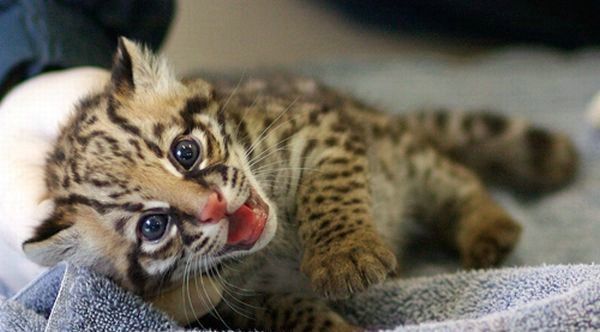 Cute little things (95 pics)