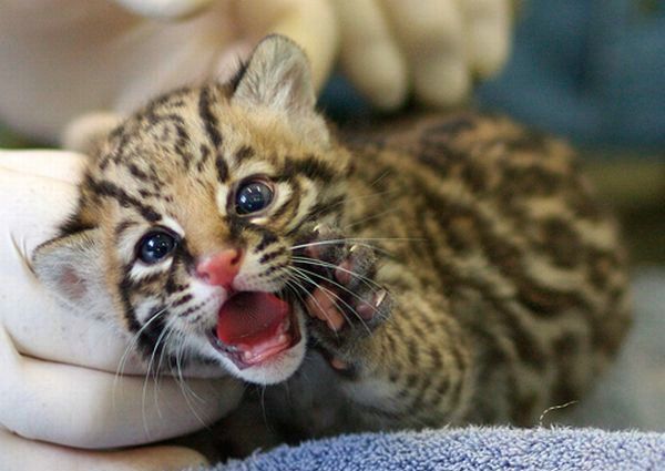 Cute little things (95 pics)