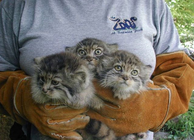 Cute little things (95 pics)
