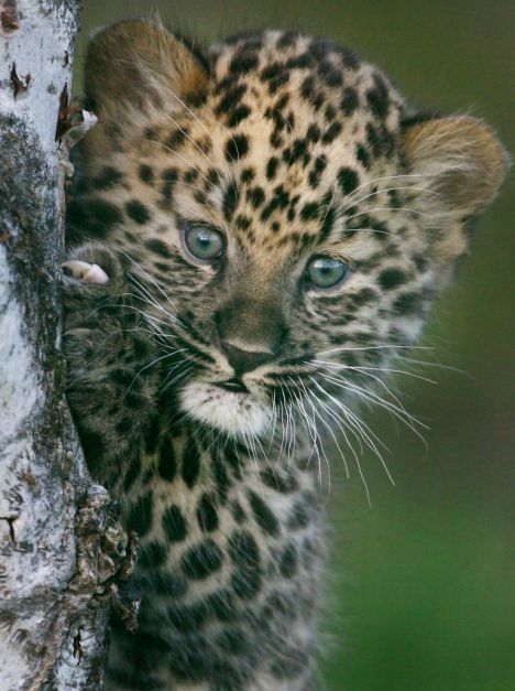 Cute little things (95 pics)