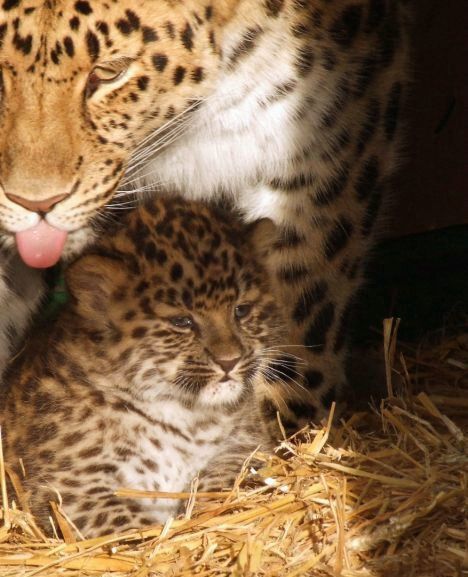 Cute little things (95 pics)