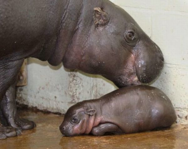 Cute little things (95 pics)