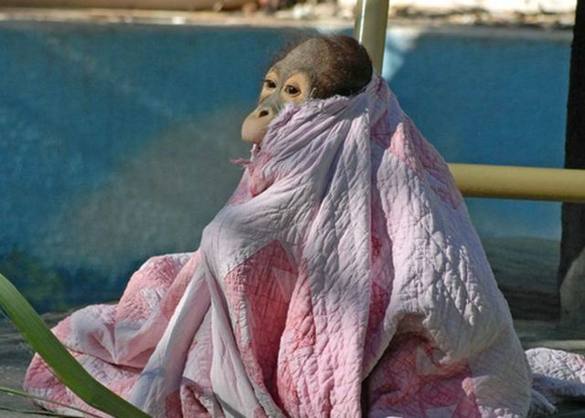 Cute little things (95 pics)