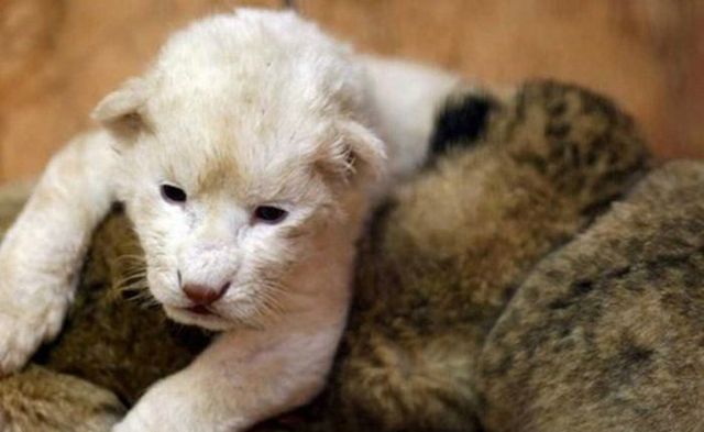 Cute little things (95 pics)