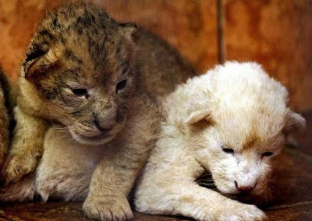 Cute little things (95 pics)