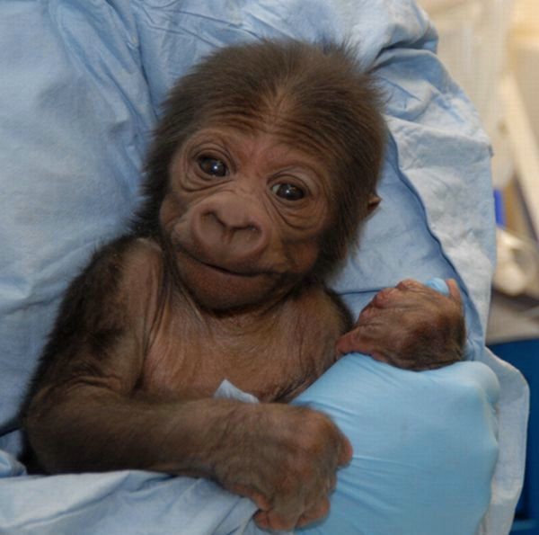 Cute little things (95 pics)