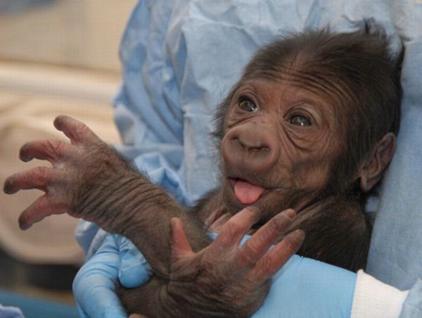 Cute little things (95 pics)