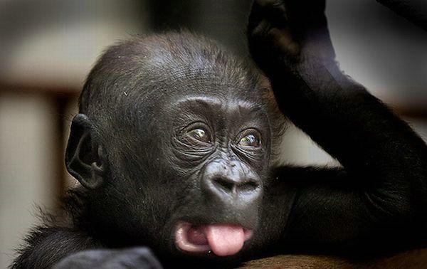 Cute little things (95 pics)