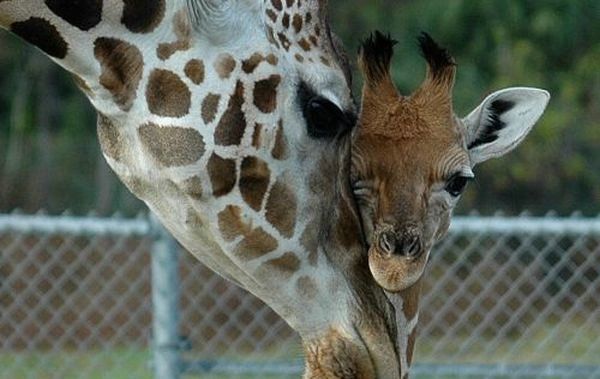 Cute little things (95 pics)