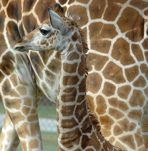 Cute little things (95 pics)