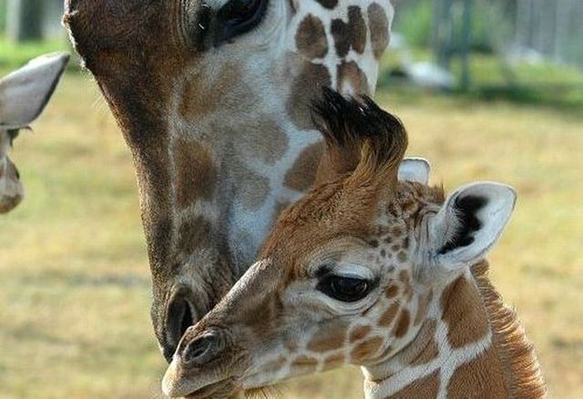 Cute little things (95 pics)